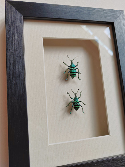 Framed Blue Weevils, Eupholus real specimens
