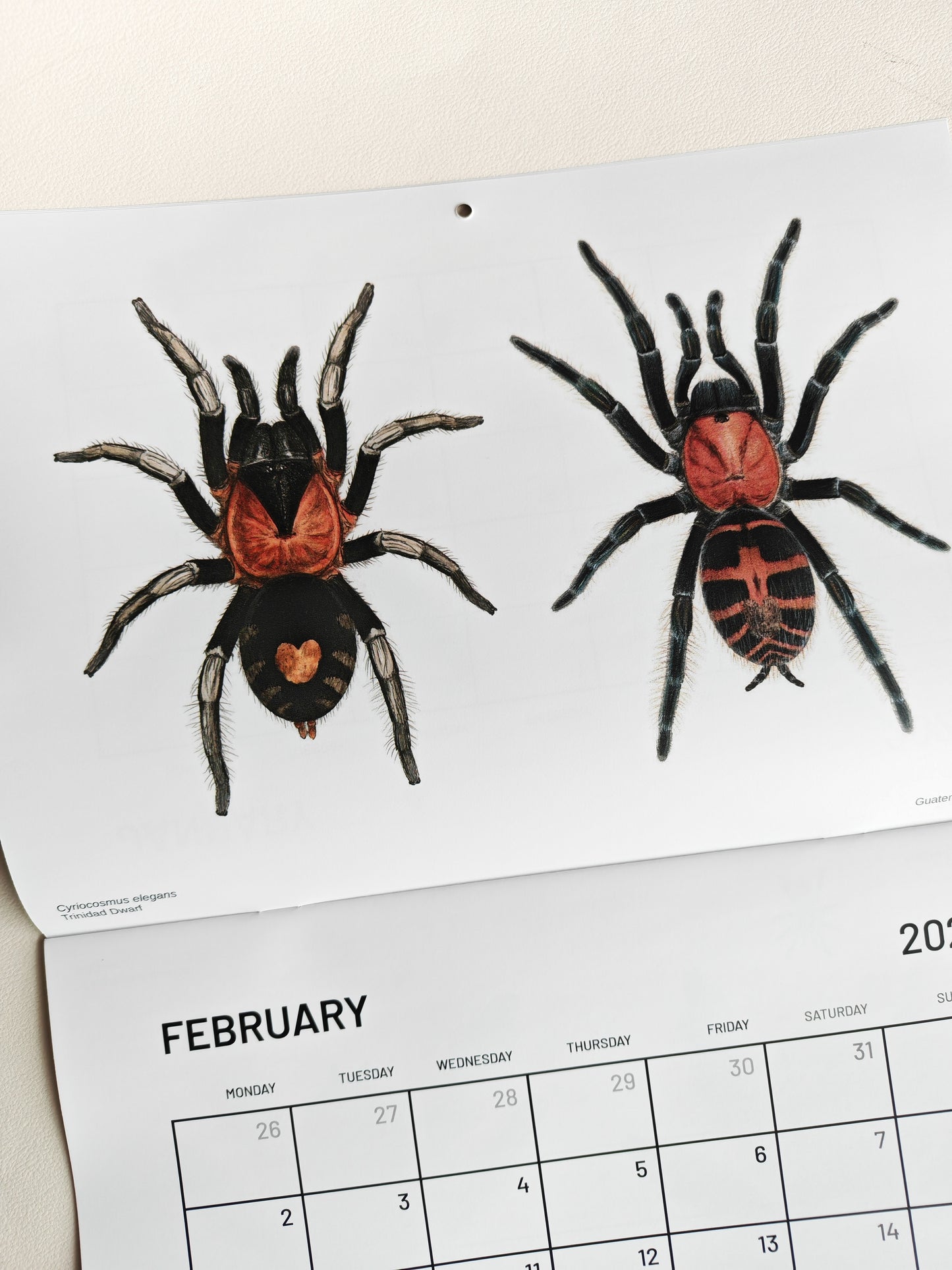 Tarantulas artwork calendar 2026