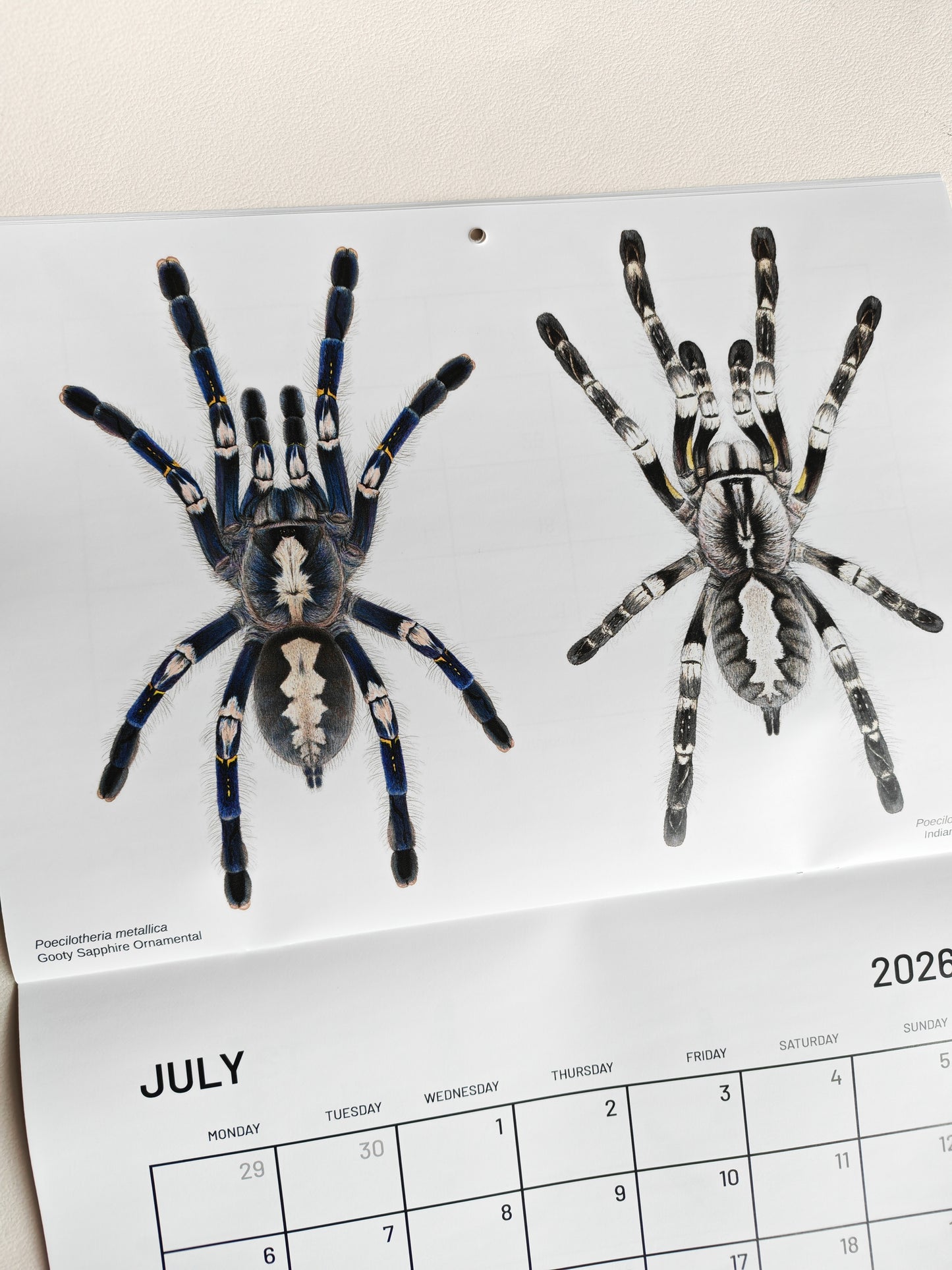 Tarantulas artwork calendar 2026