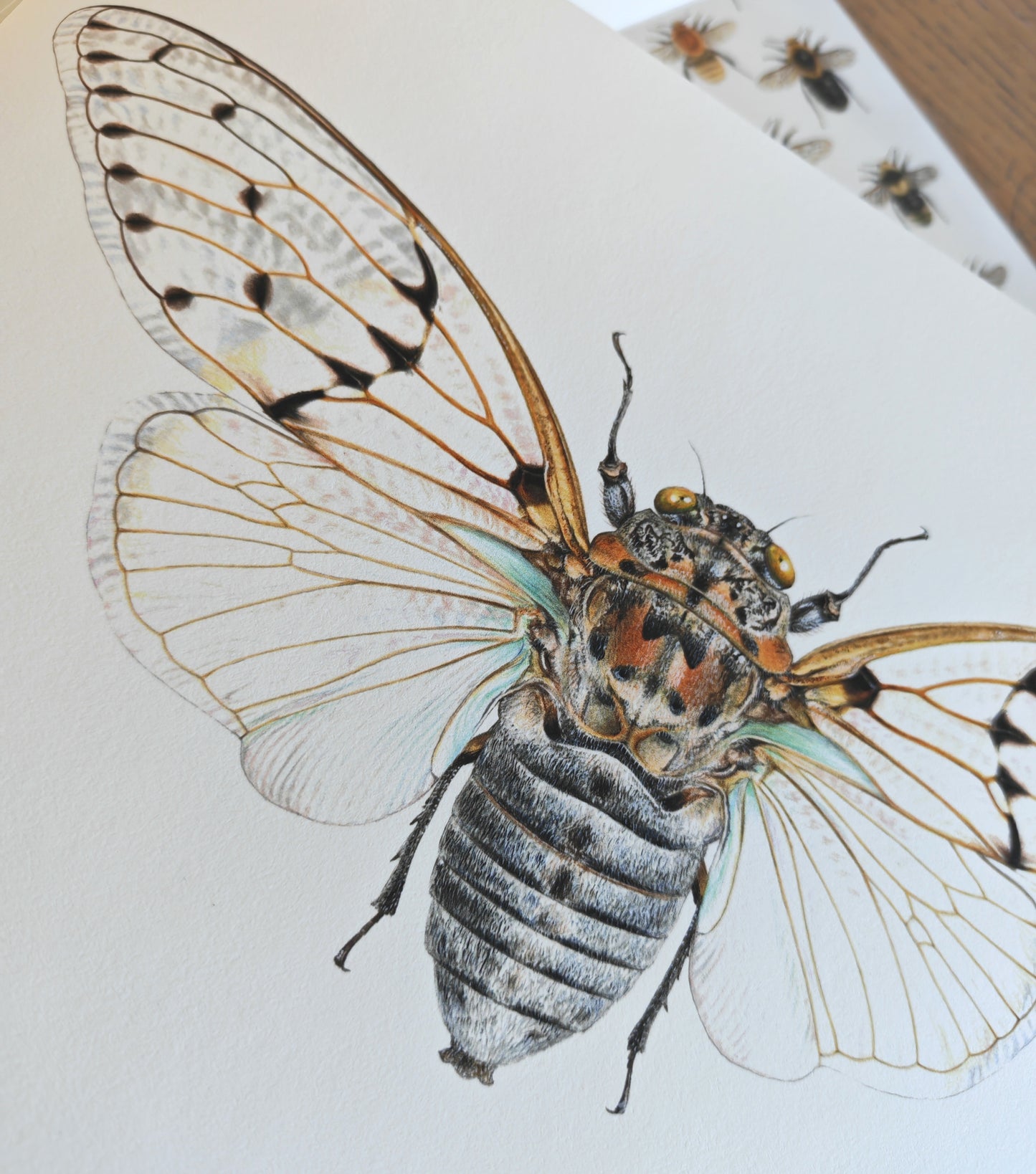 Ghost Cicada, Ayuthia spectabile, A4 size limited edition art print