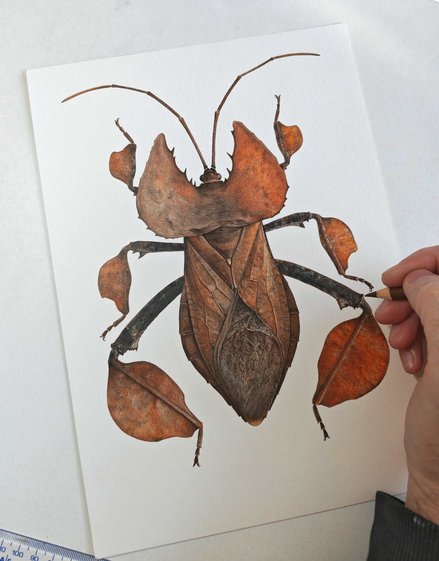 Phyllomictis chinensis, limited edition art print, A4 size