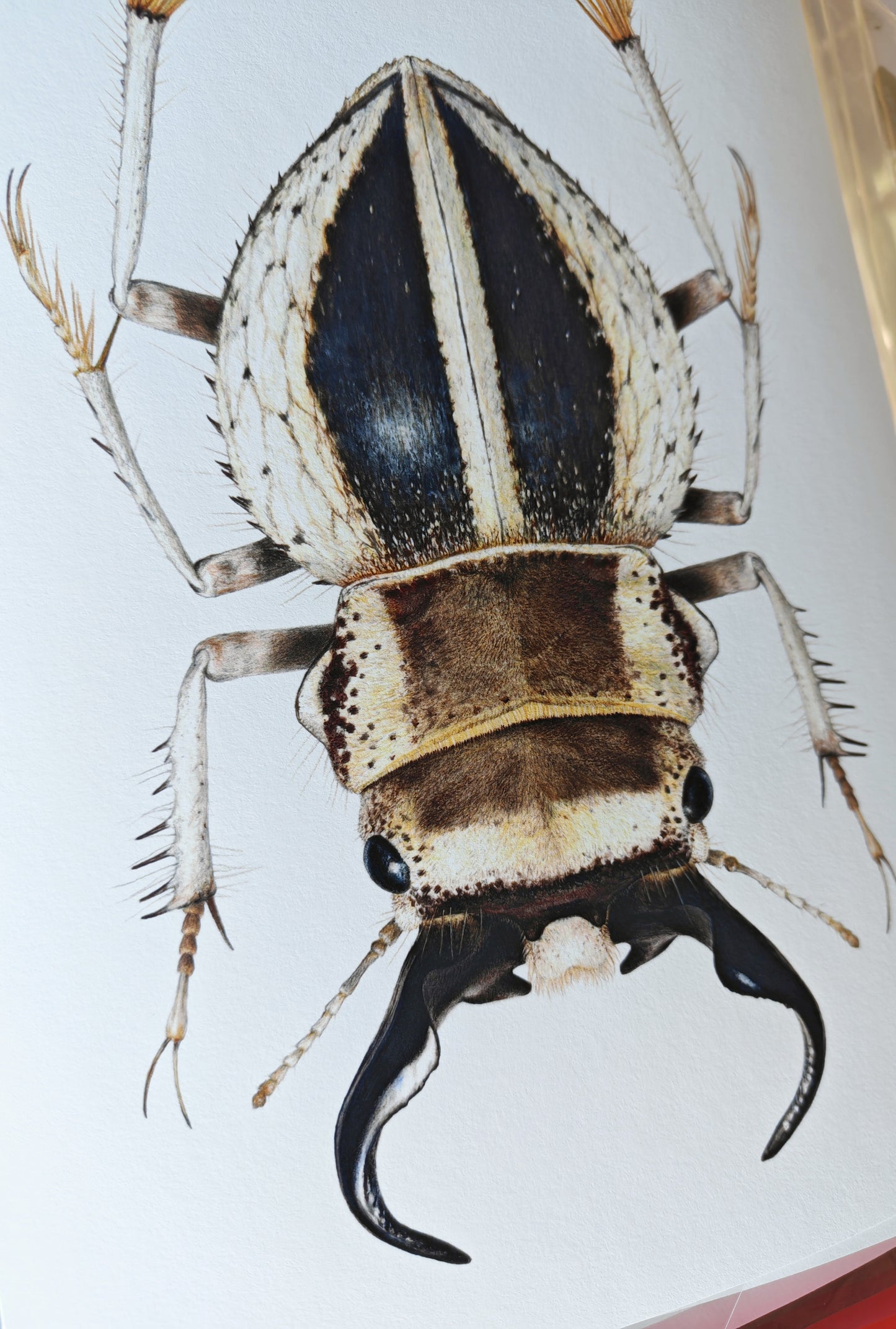 Calognathus chevrolati, dune beetle limited edition art print. A4 size