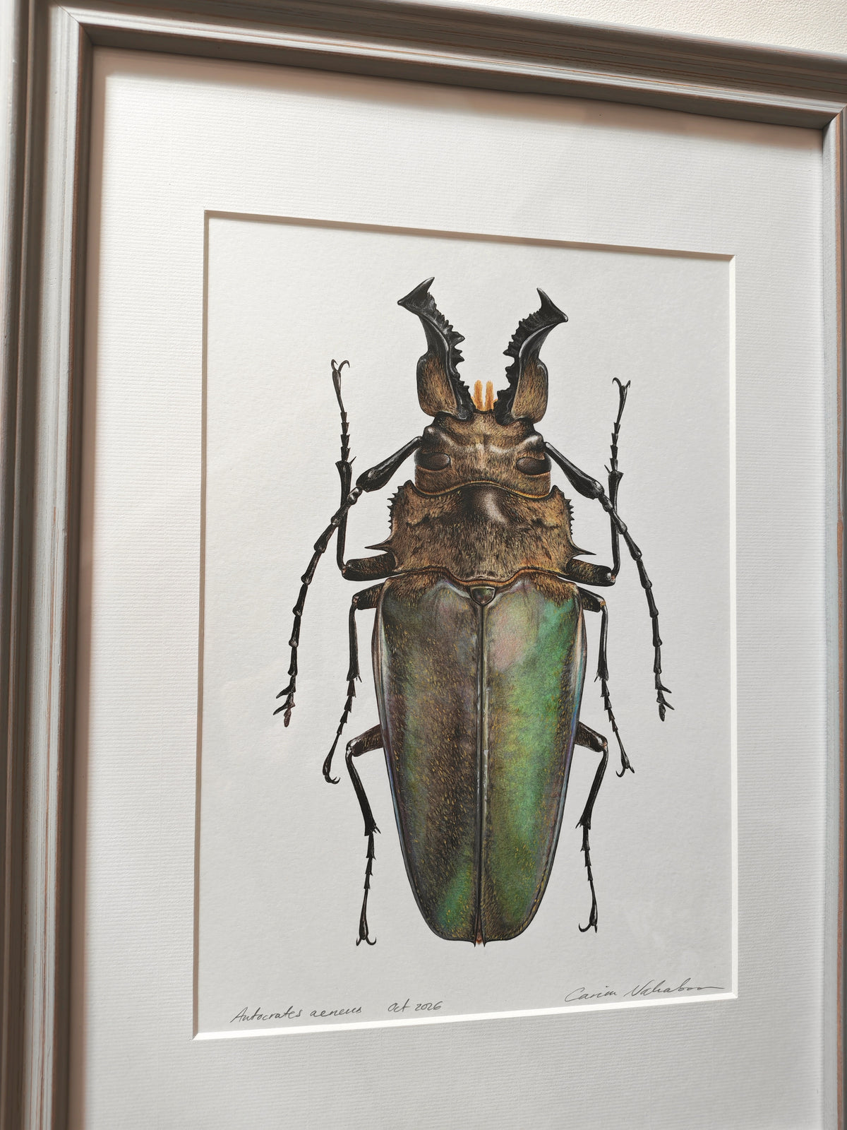Autocrates aeneus, framed original hand drawn artwork