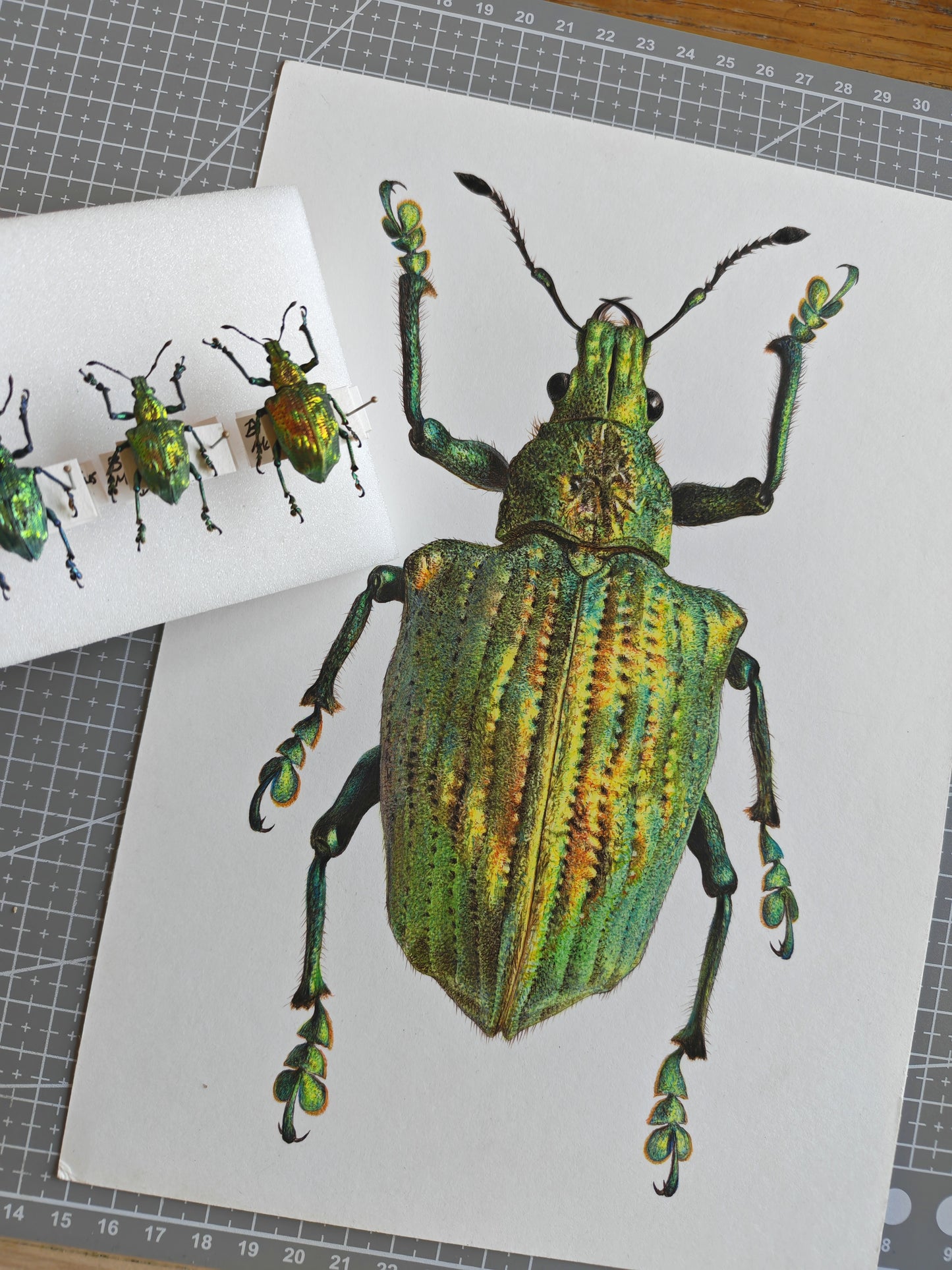 Lamprocyphus augustus, weevil framed original artwork