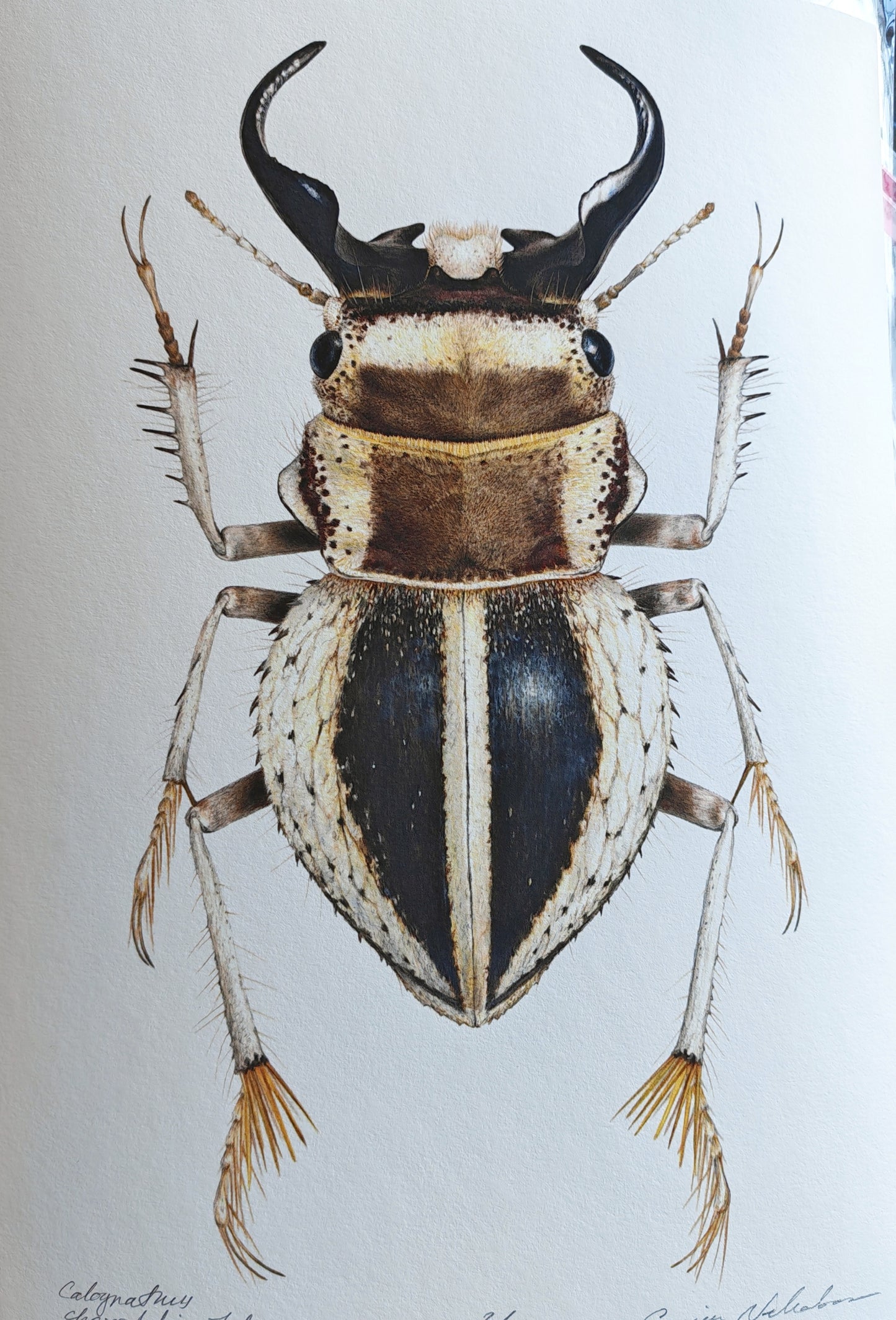 Calognathus chevrolati, dune beetle limited edition art print. A4 size