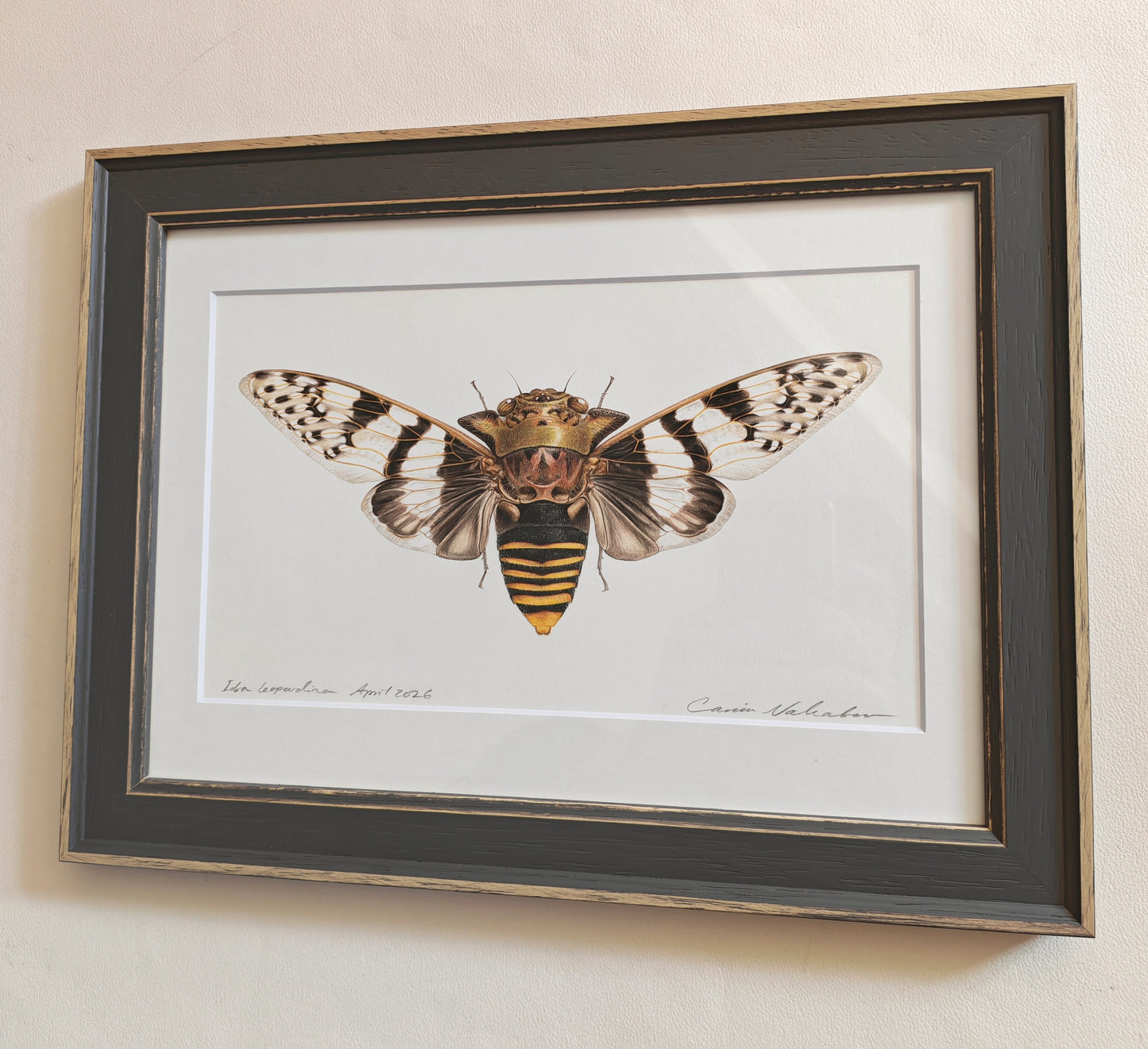 Ioba leopardina, Leopard cicada, framed original artwork.