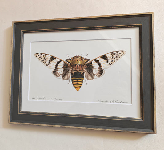Ioba leopardina, Leopard cicada, framed original artwork.
