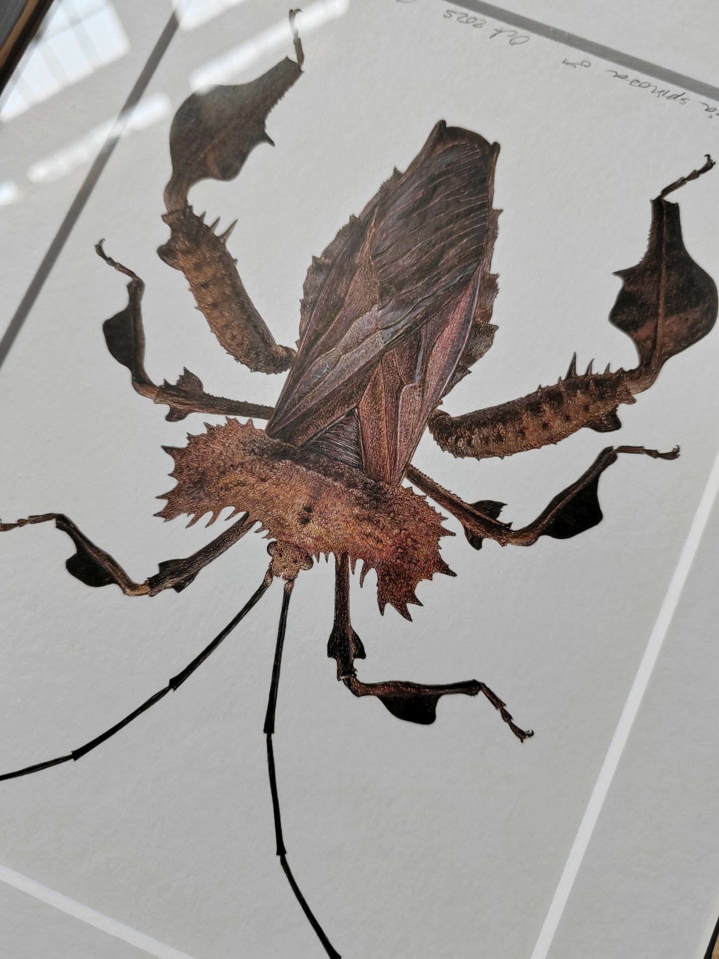 Helcomeria spinosa, Spiny Leaf Footed Bug, framed original artwork
