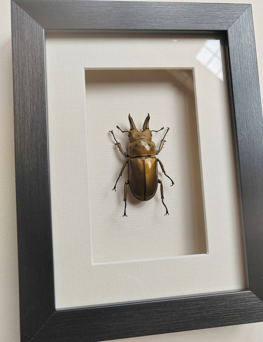 Allotopus rosenbergi, Golden Stag Beetle, male. Real framed specimen