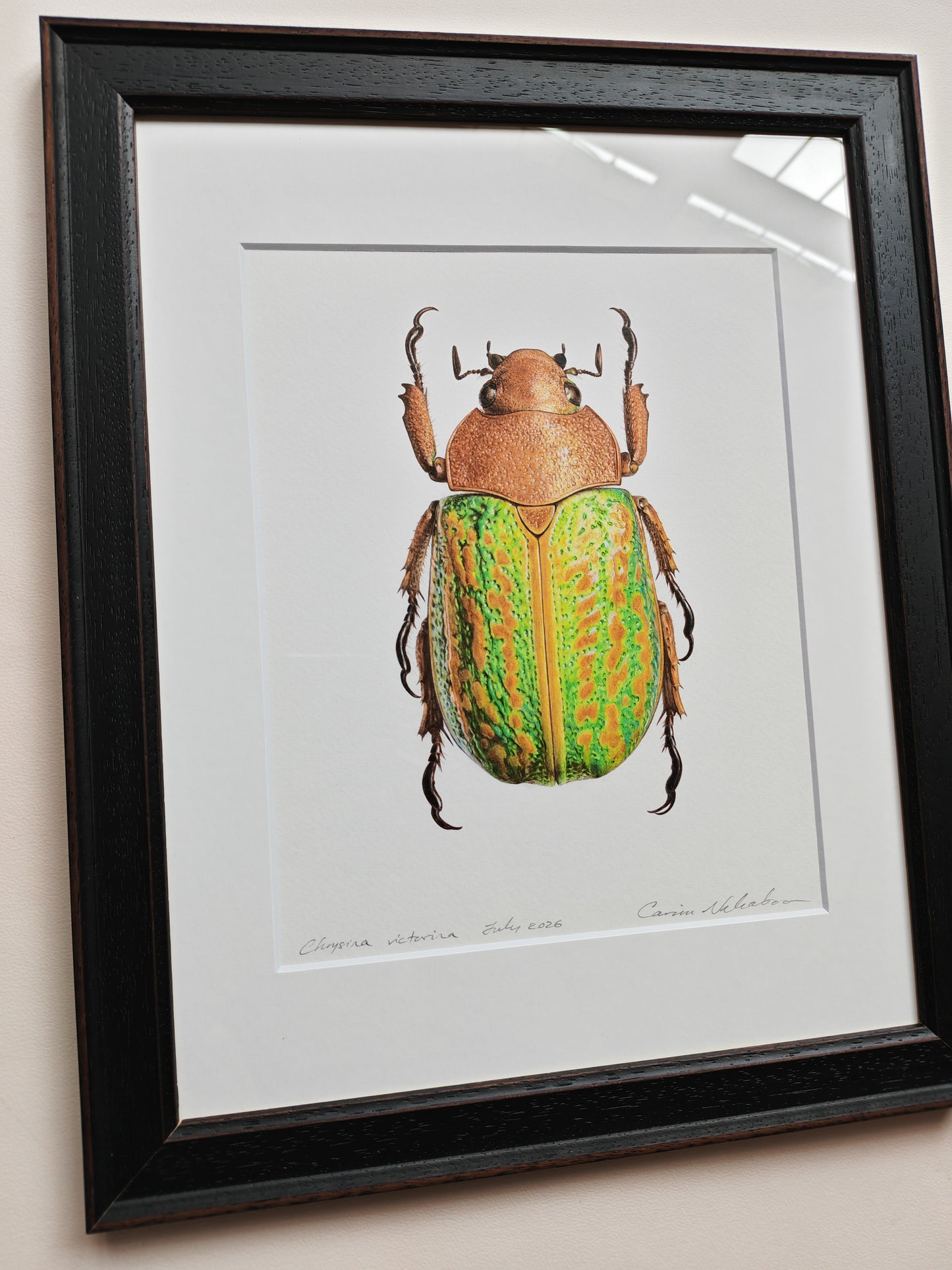 Chrysina victorina, Jewel Scarab. Framed Original hand drawn artwork