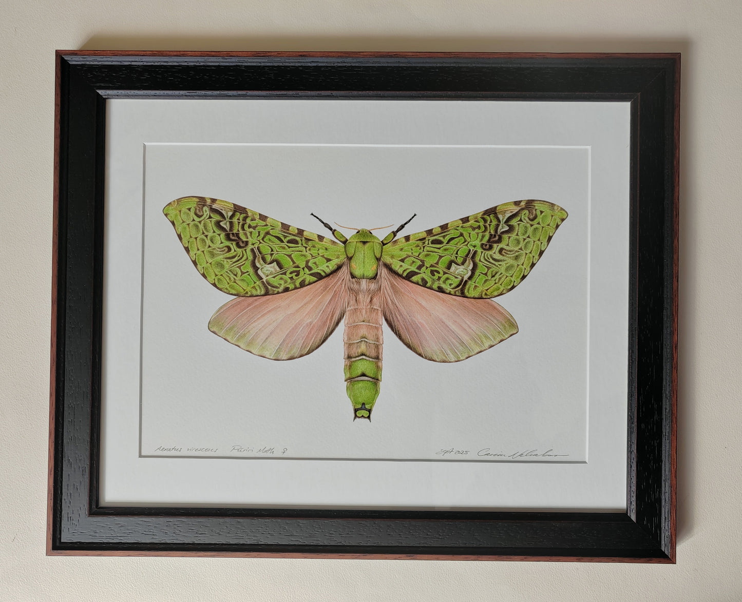 Aenetus virescens, Pūriri Moth, framed original artwork