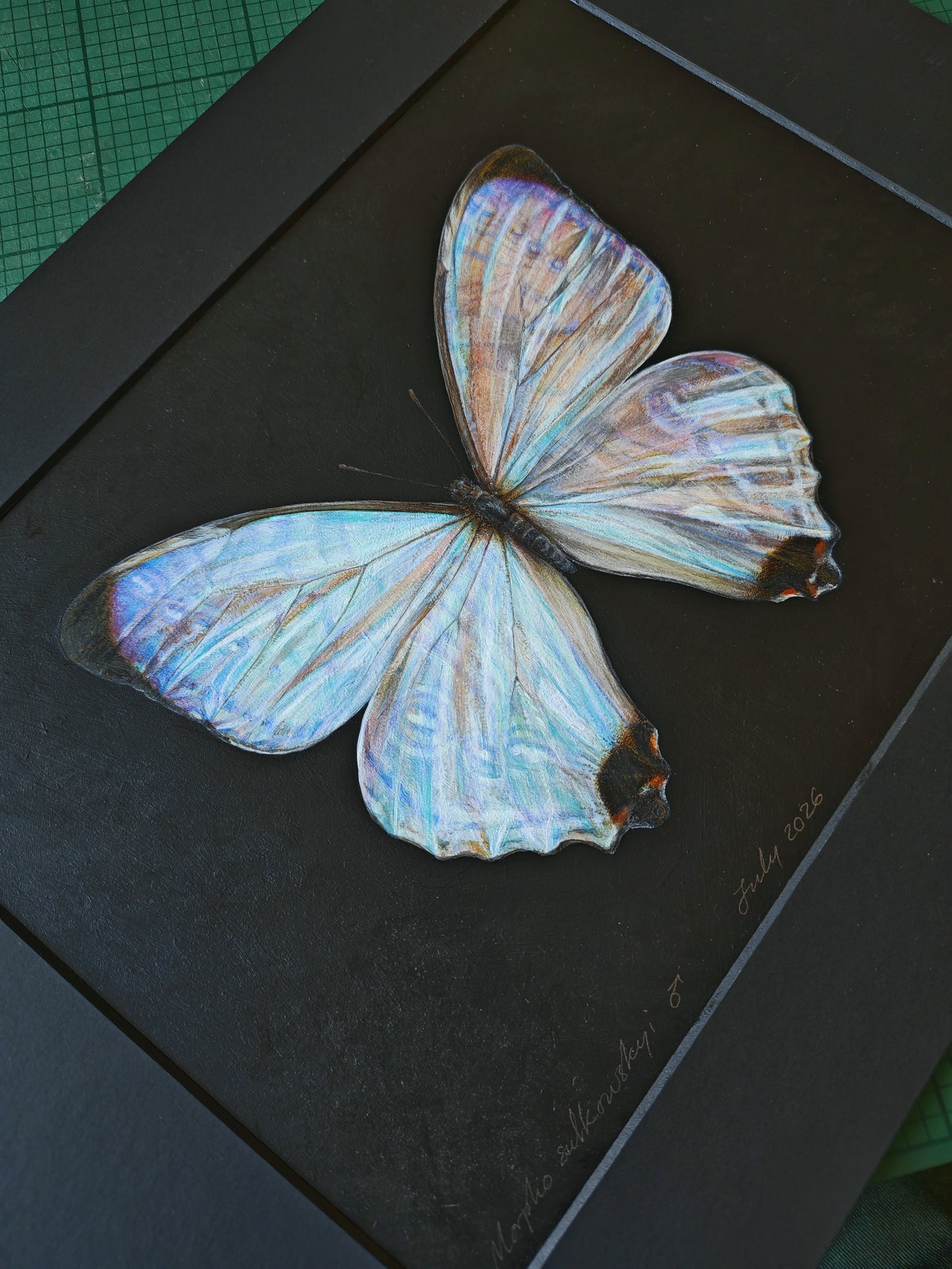 Morpho sulkowskyi, framed original artwork