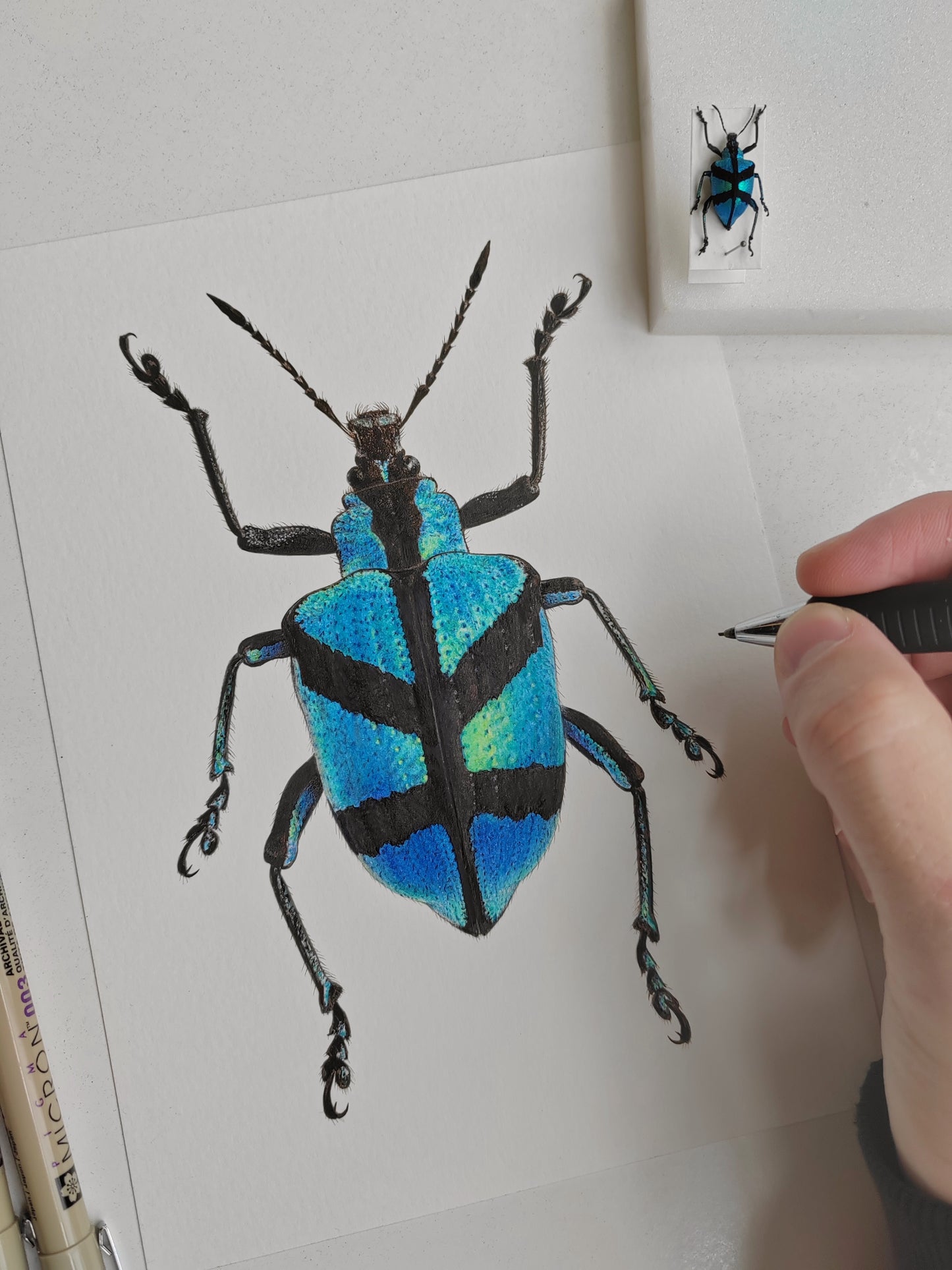 Polyteles decussatus, Blue Weevil framed original artwork