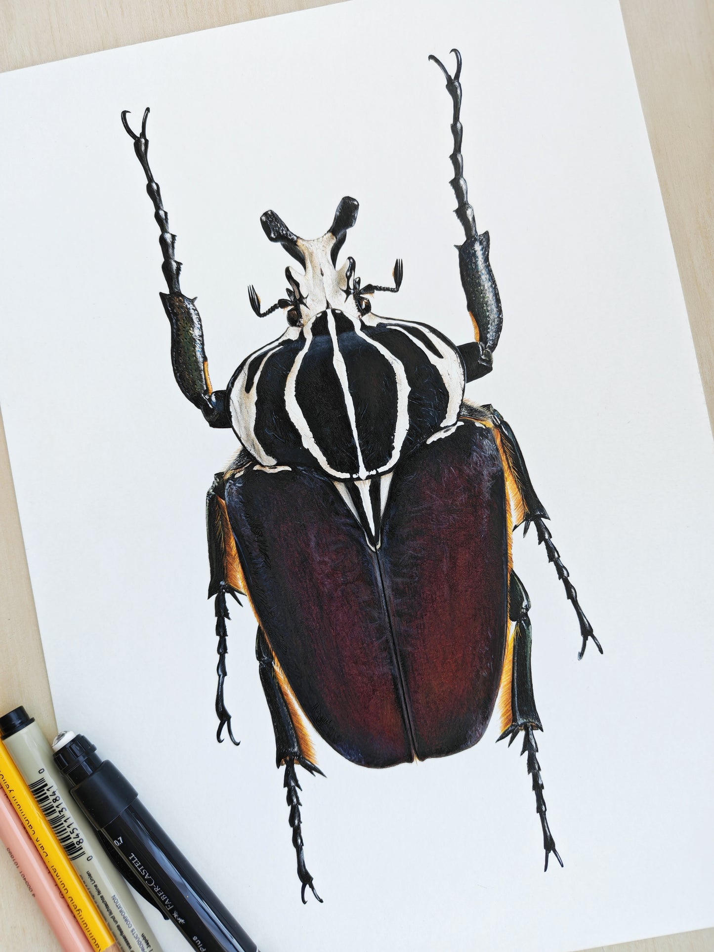 Goliathus goliatus A4 size limited edition art print
