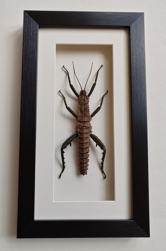 Framed Moult from Male Eurycantha horrida