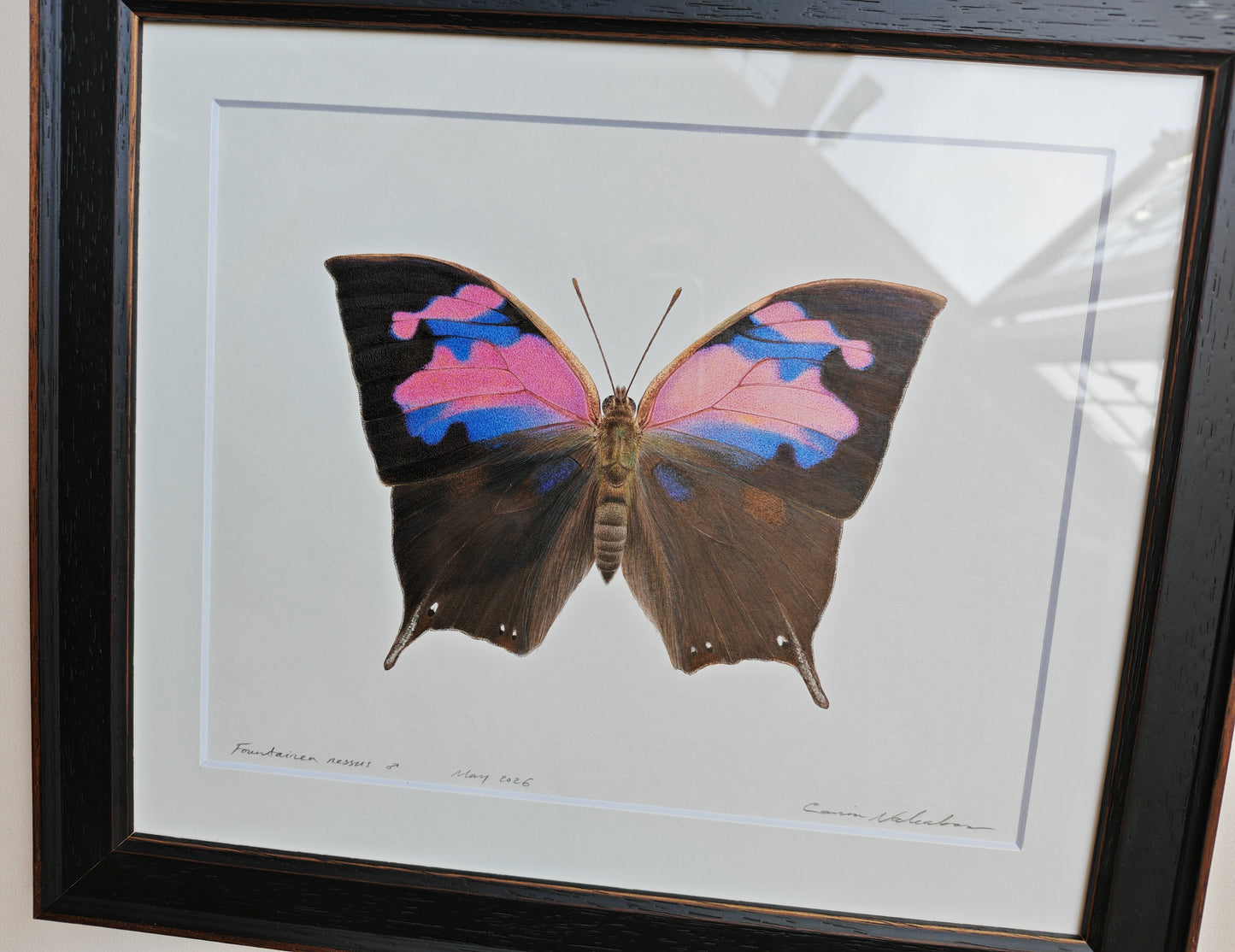 Fountainea nessus, Framed Original artwork