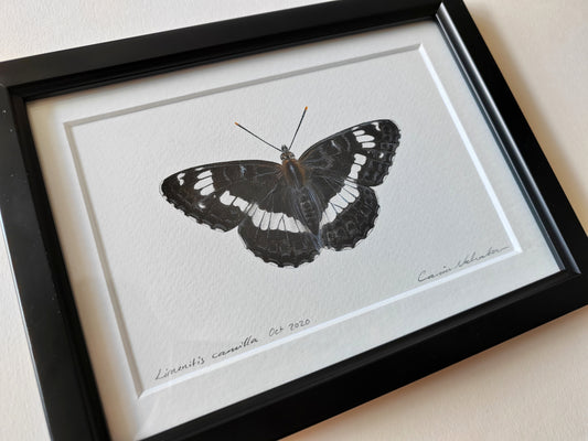 White Admiral, Limenitis camilla, Framed Original Artwork
