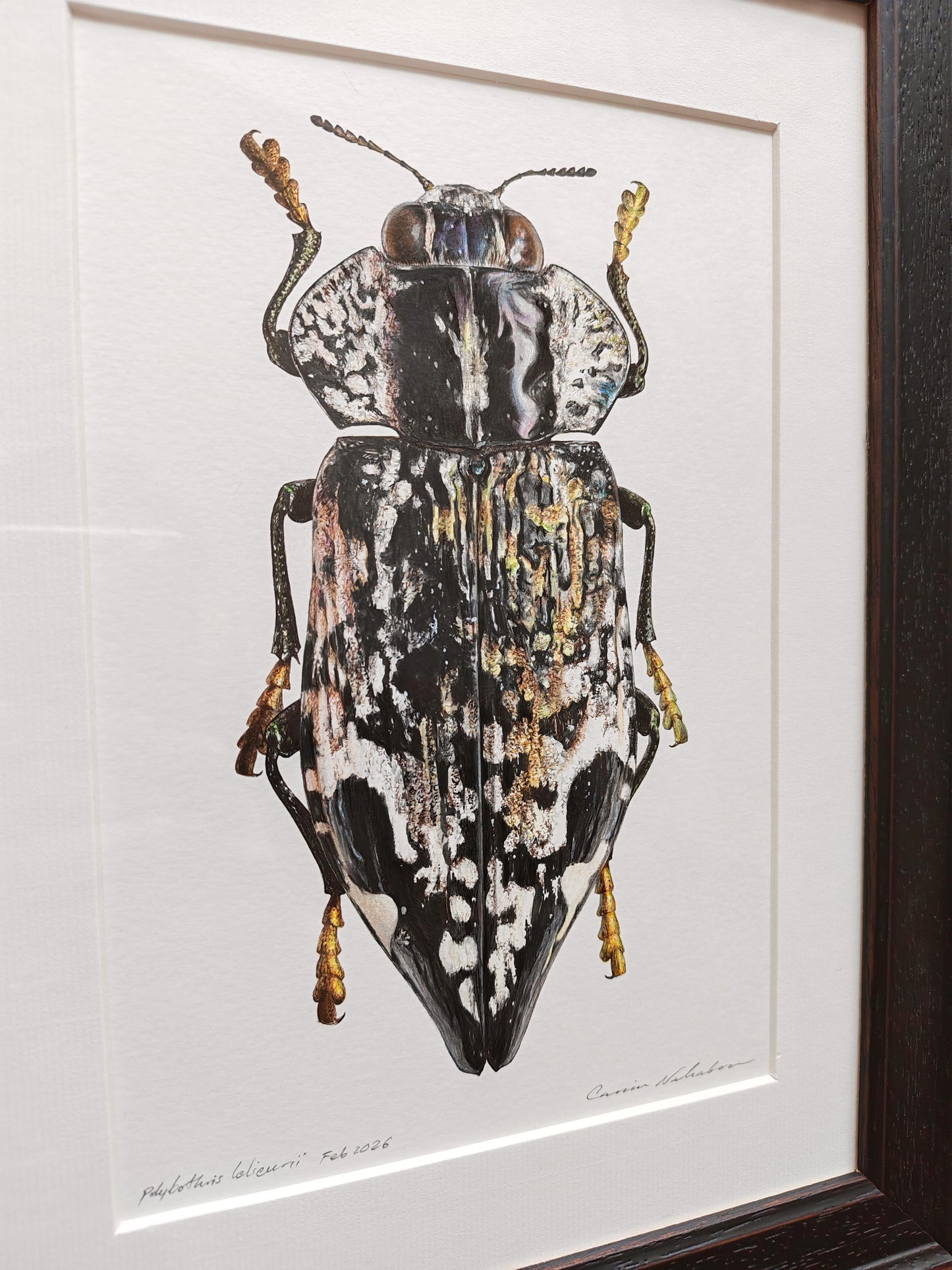 Polybothris lelieurii, Jewel Beetle. Framed Original artwork