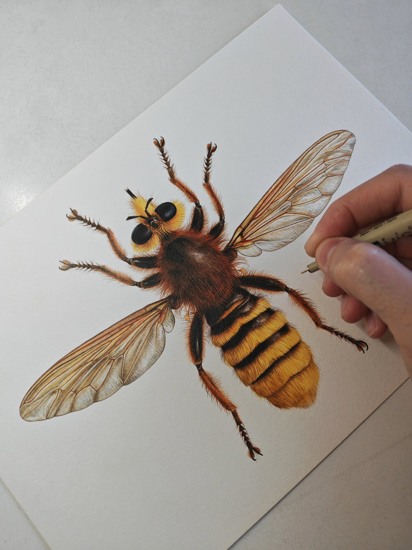Laphria aurea, A4 size limited edition art print, Robber Fly