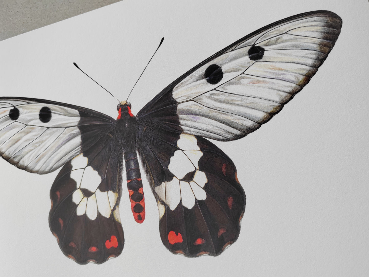 Cressida cressida, "Big Greasy" Australian Clearwing Swallowtail butterfly A4 size limited edition art print