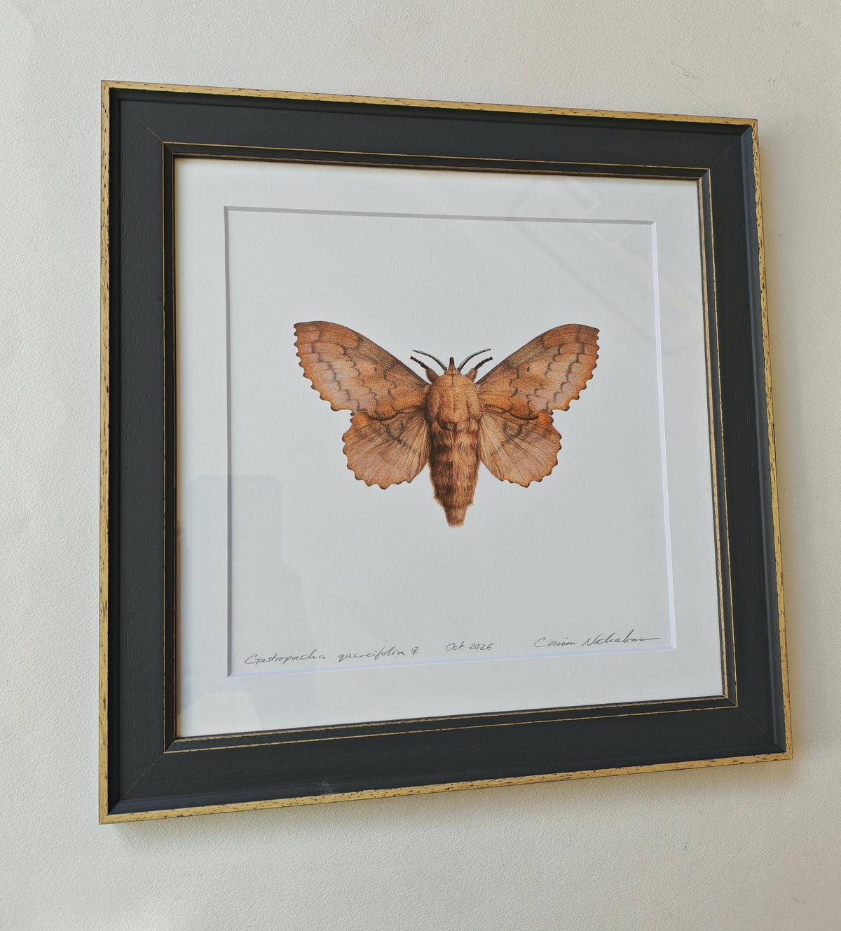 Lappet Moth, Gastropacha quercifolia. Framed original artwork