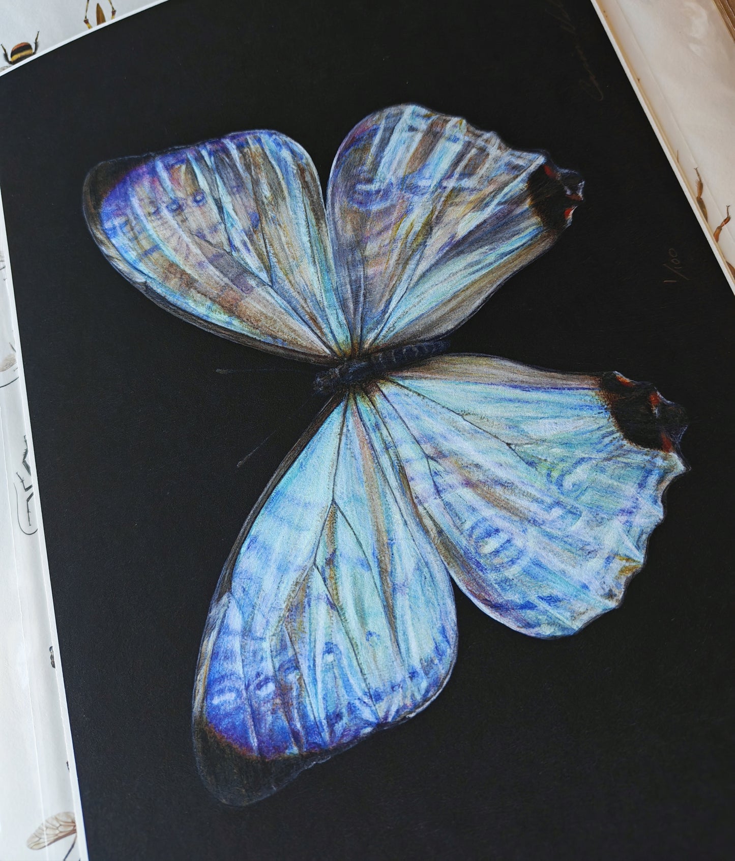 Morpho sulkowskyi limited edition art print