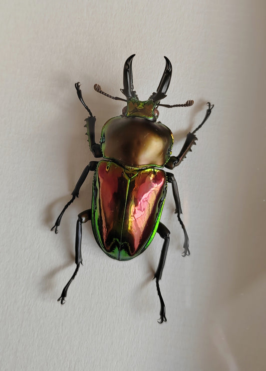 Red form Phalacrognathus muelleri, real specimen, rainbow stag beetle