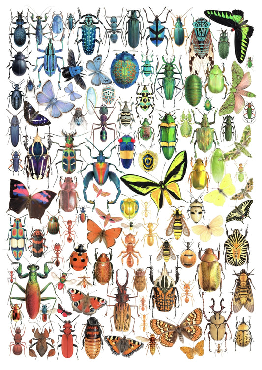 Insect spectrum, limited edition A3 size art print