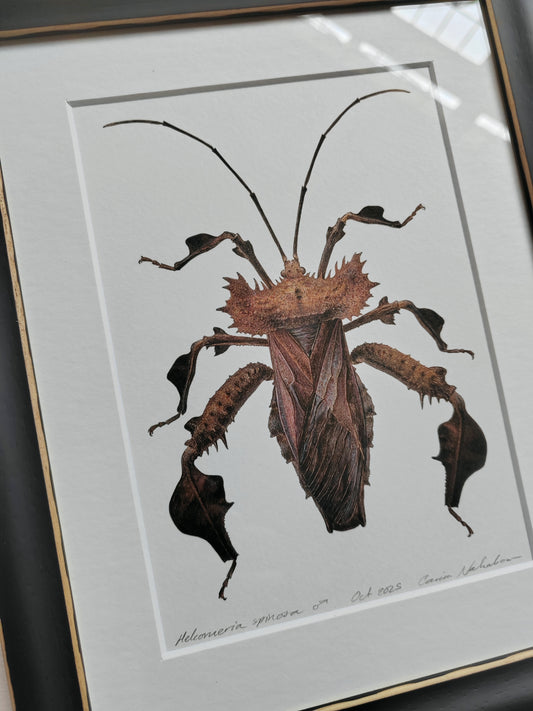 Helcomeria spinosa, Spiny Leaf Footed Bug, framed original artwork
