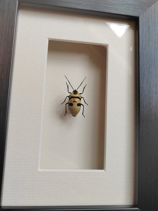 Skull Bug, Eucorysses grandis, real framed specimen