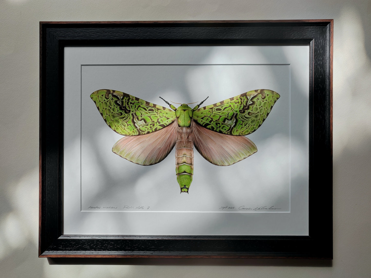 Aenetus virescens, Pūriri Moth, framed original artwork
