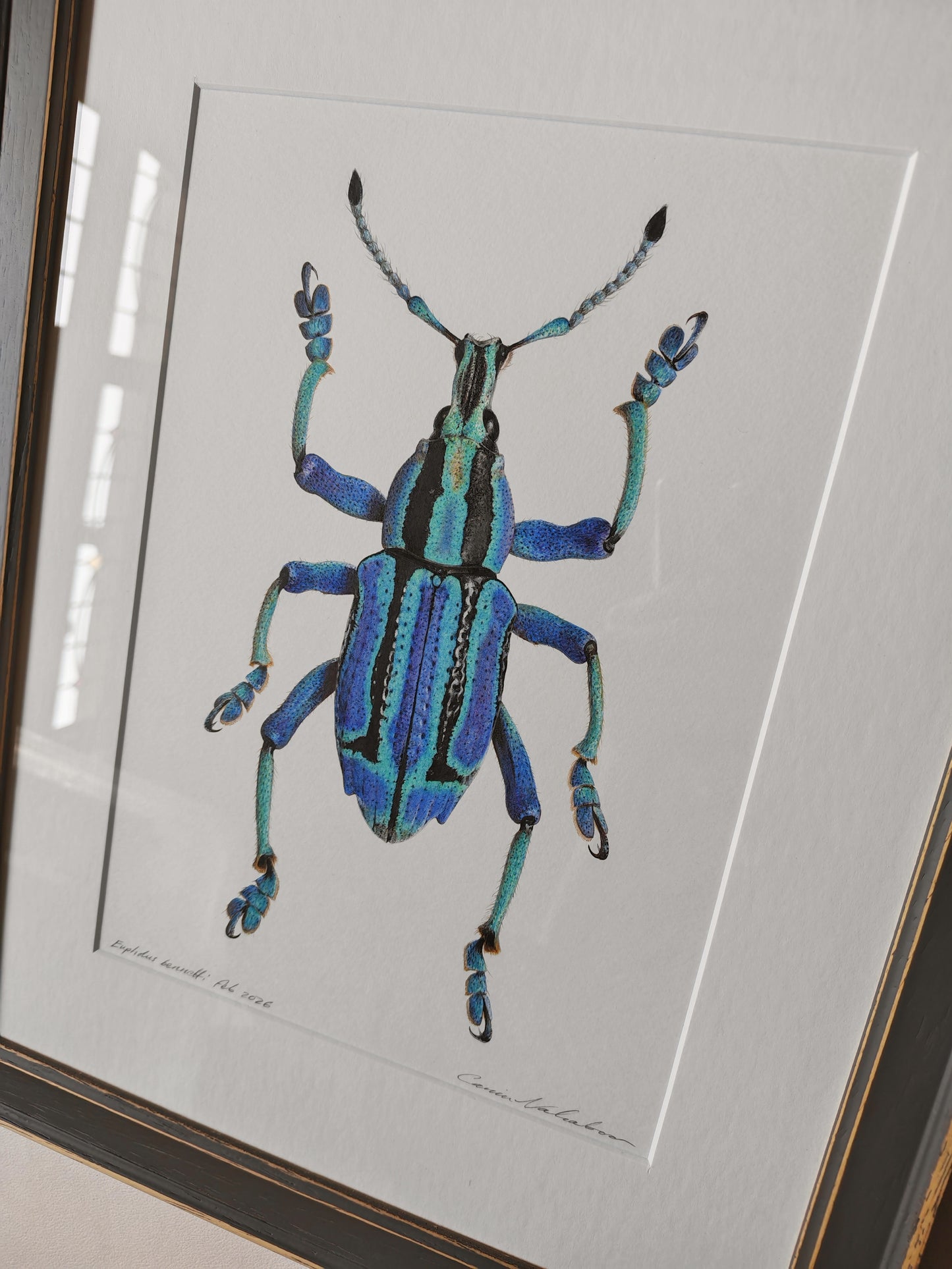 Eupholus bennetti, Blue Weevil from Papua New Guinea. Framed original artwork