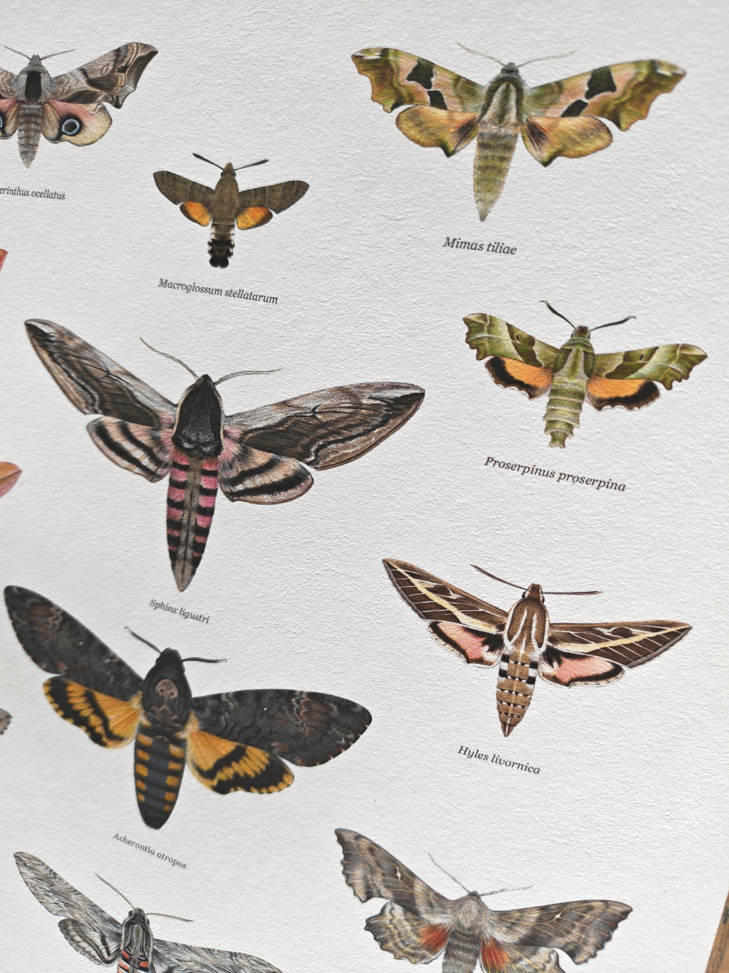 British Hawkmoths Lifesize, A3 size limited edition art print