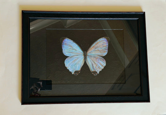 Morpho sulkowskyi, framed original artwork