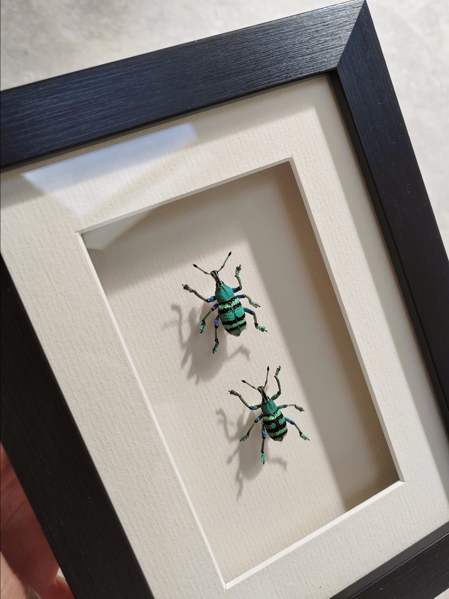 Framed Blue Weevils, Eupholus real specimens