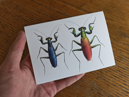 Metallyticus splendidus, greetings card, metallic bark mantis male & female
