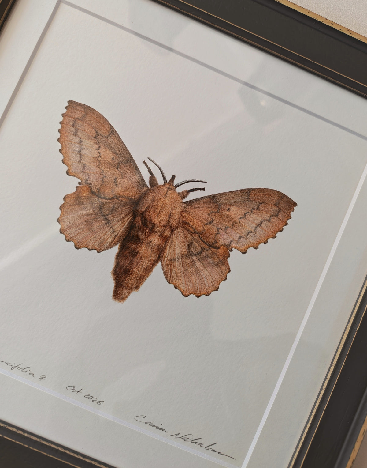 Lappet Moth, Gastropacha quercifolia. Framed original artwork