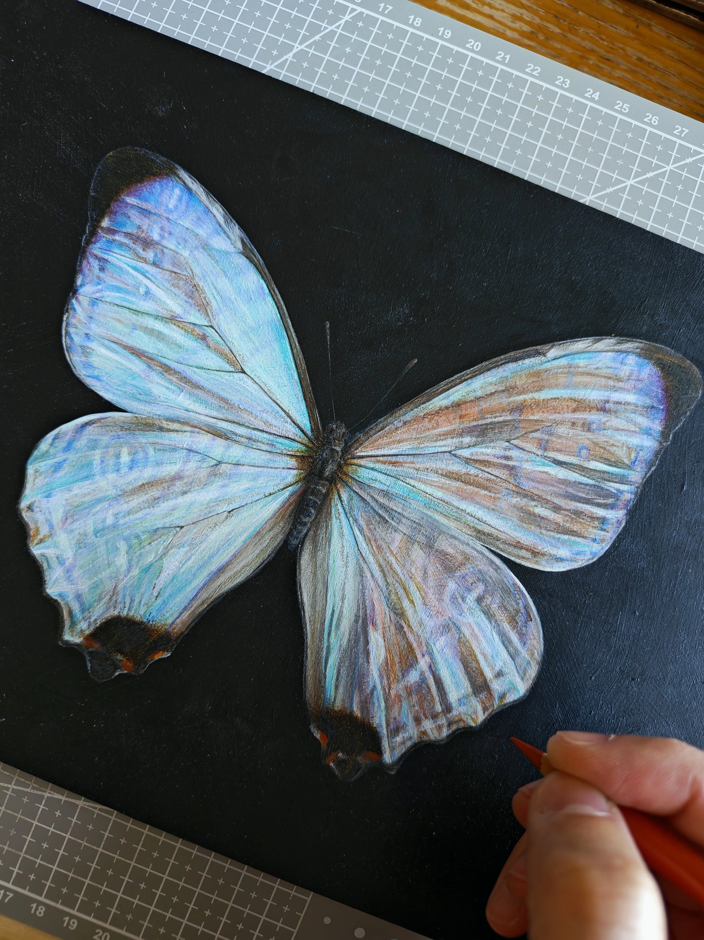 Morpho sulkowskyi, framed original artwork
