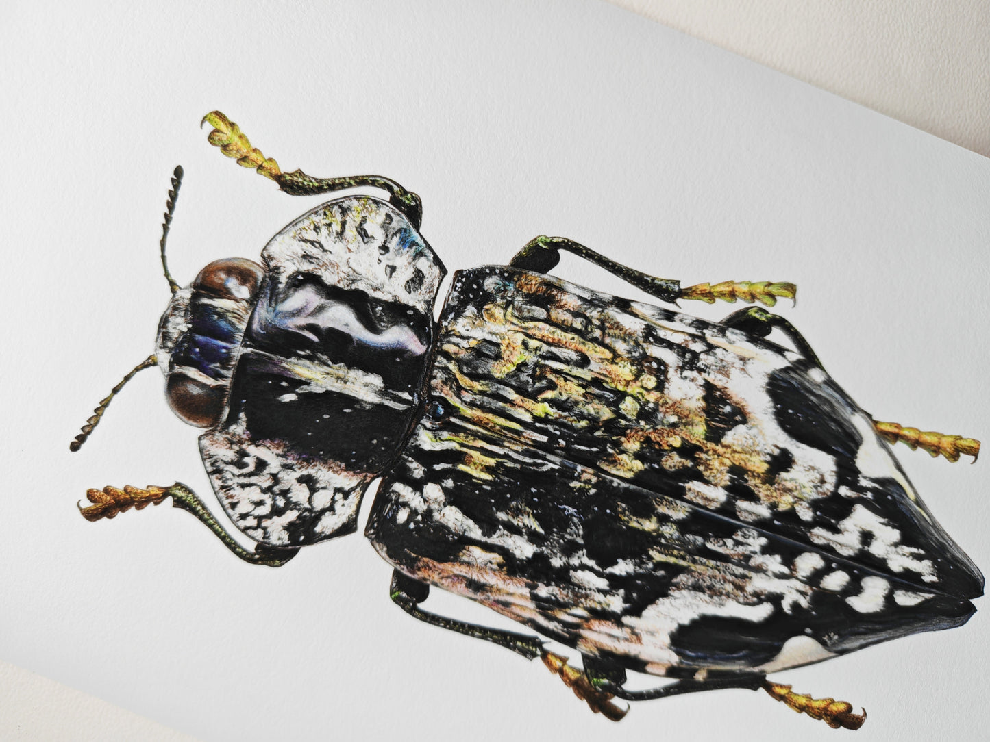 Polybothris lelieurii, Jewel Beetle. A4 size Limited edition art print