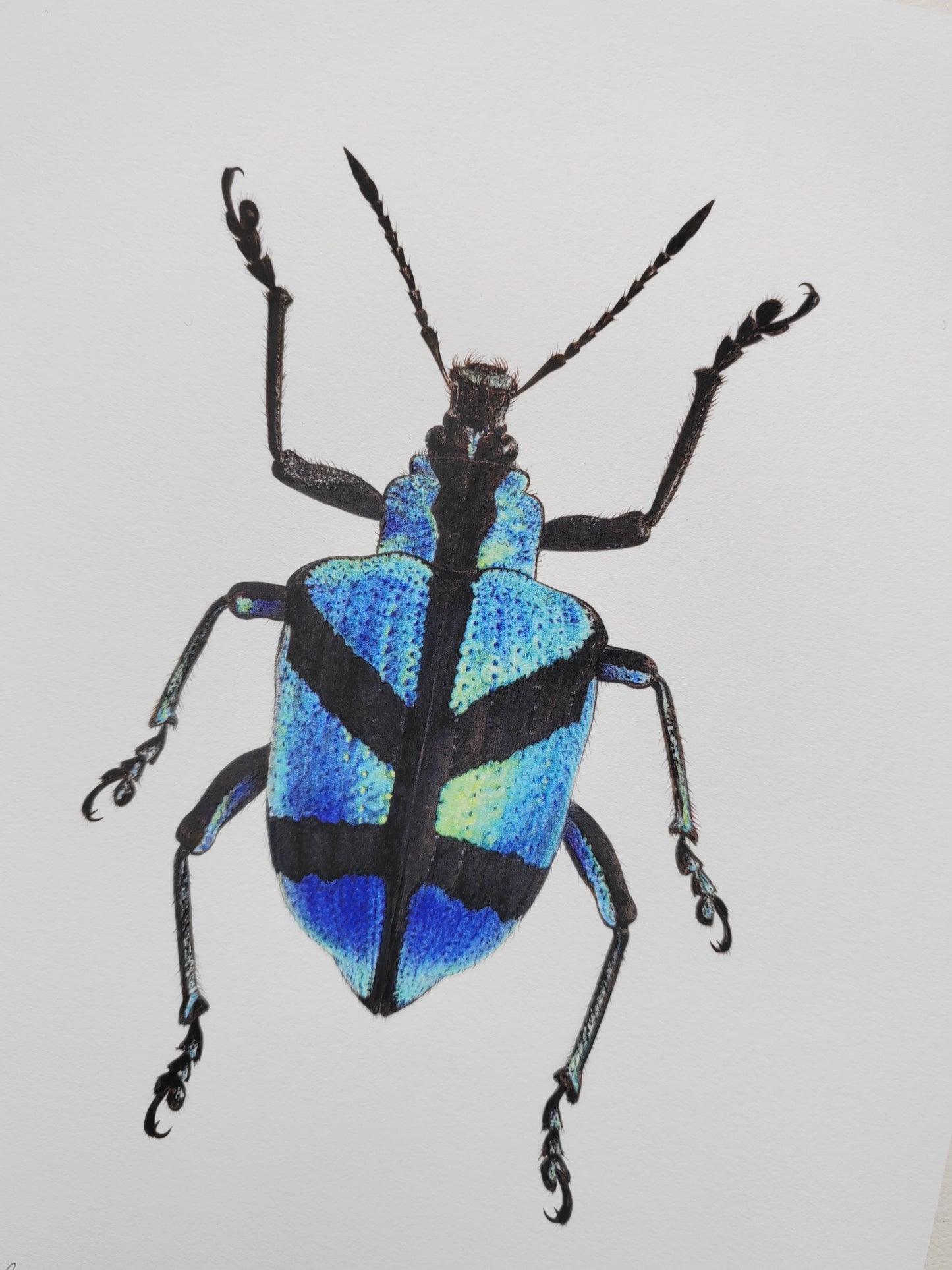 Polyteles decussatus, blue weevil 10 x 8" limited edition art print