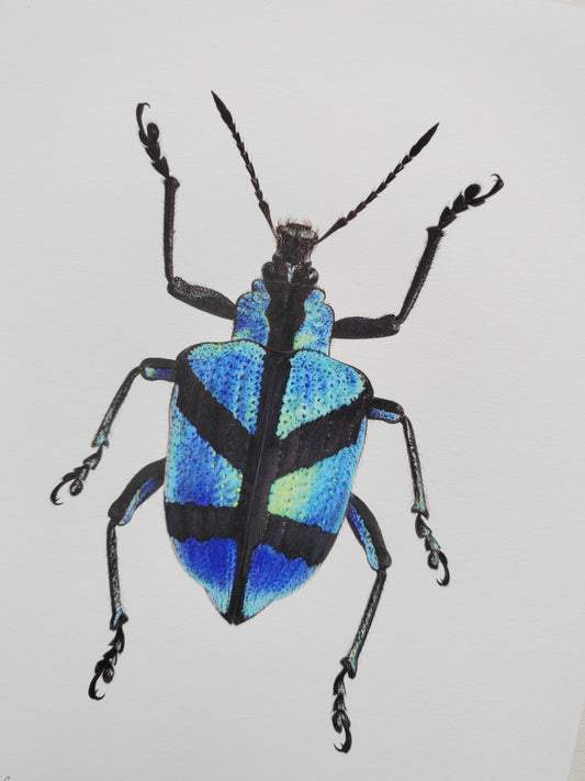 Polyteles decussatus, blue weevil 10 x 8" limited edition art print