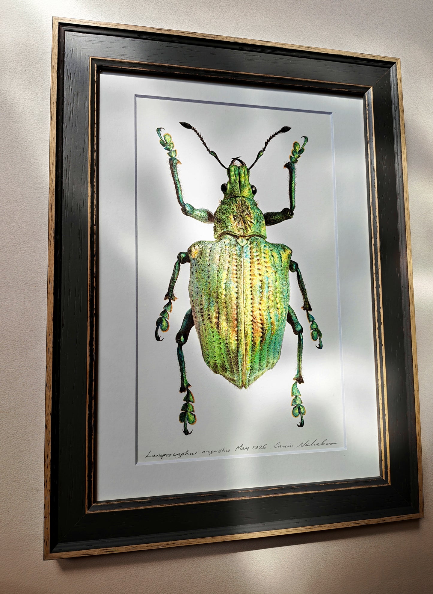 Lamprocyphus augustus, weevil framed original artwork