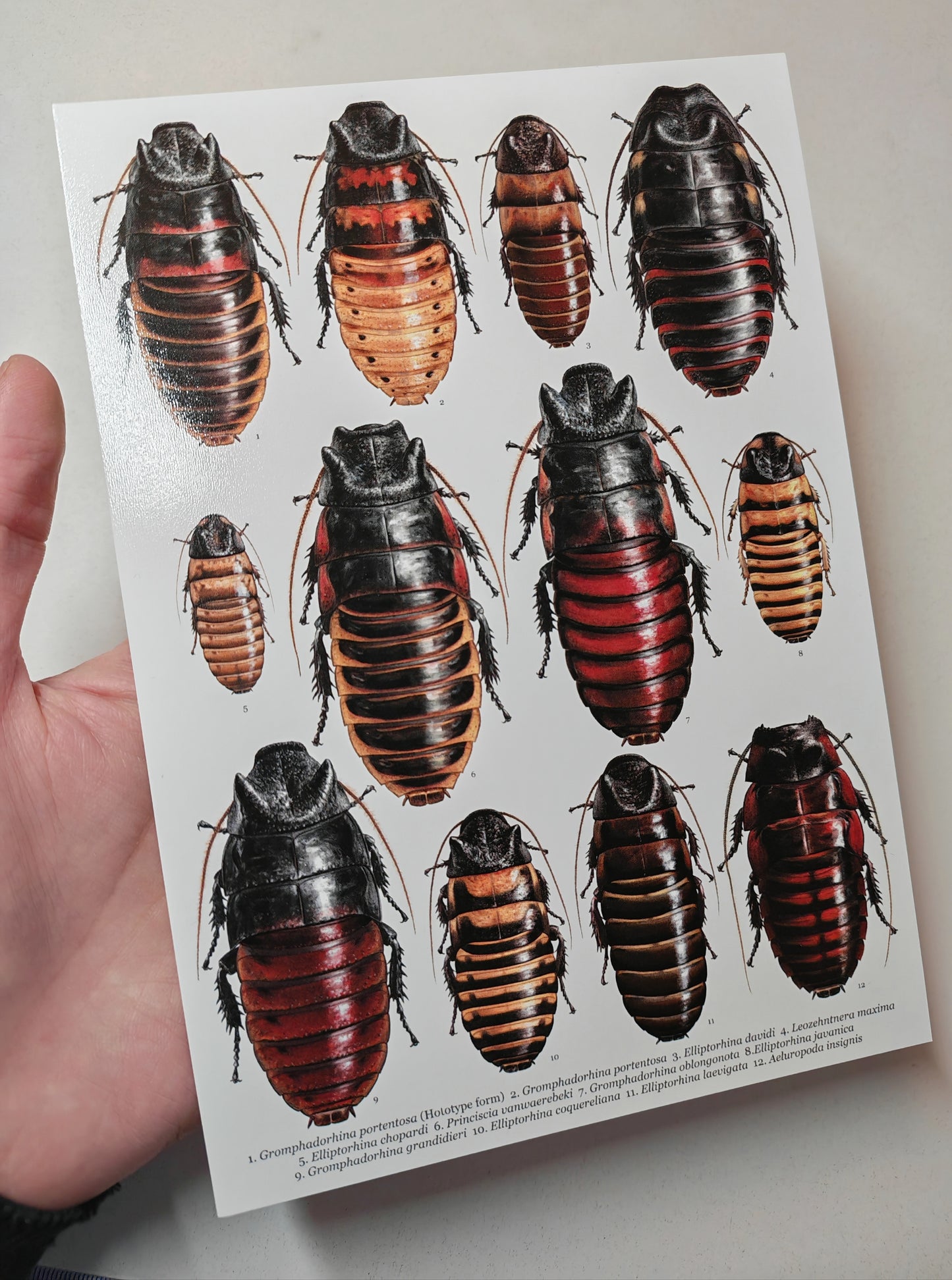Hissing Cockroaches A5 size giant postcard art print