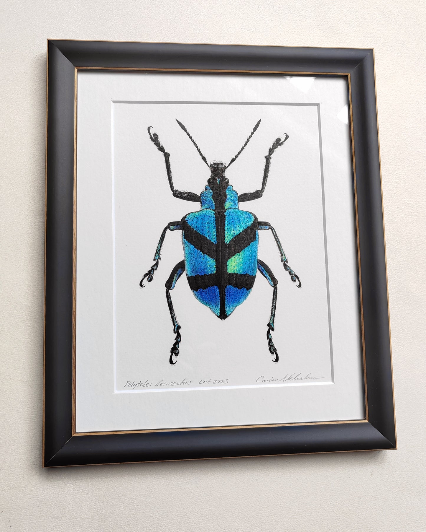 Polyteles decussatus, Blue Weevil framed original artwork