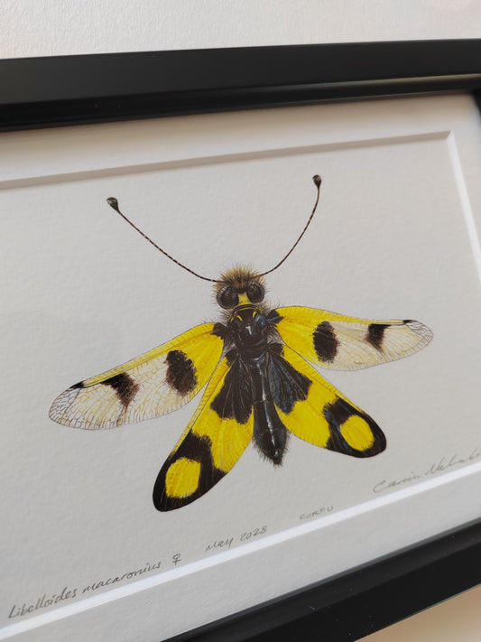 Owlfly, Libelloides macaronius, female. Framed Original Artwork