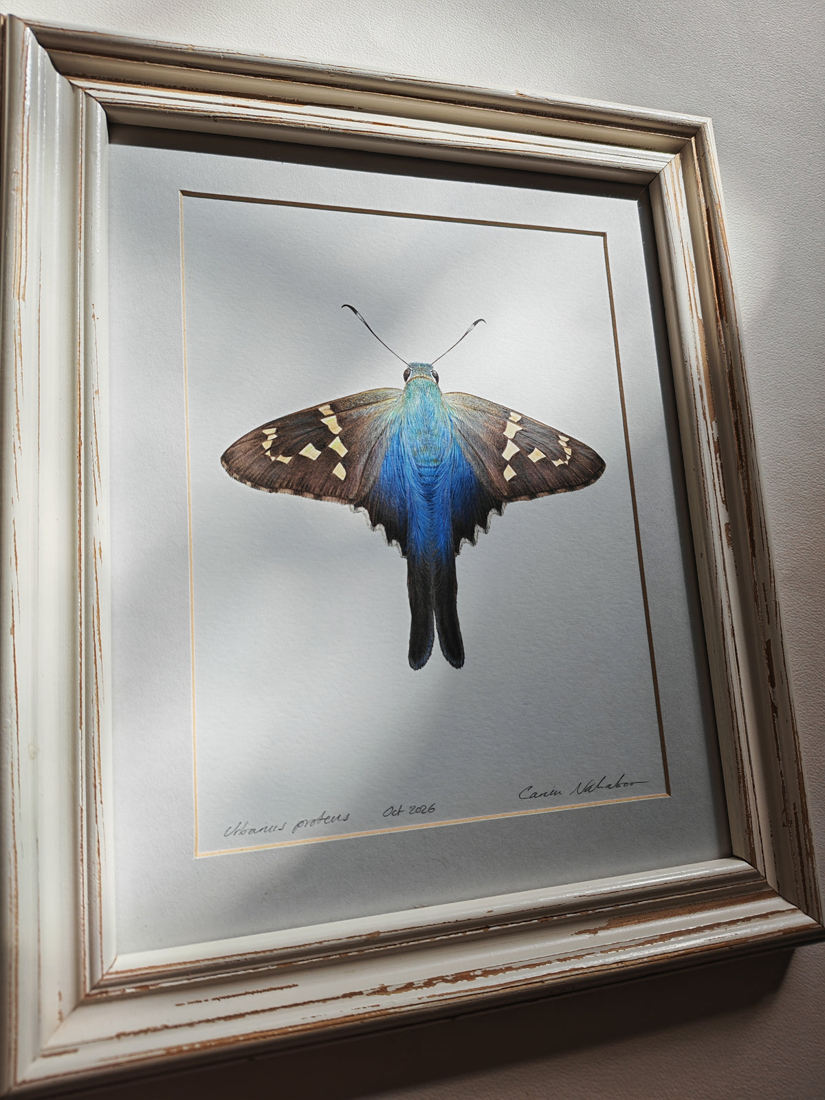 Urbanus proteus, Long-tailed skipper butterfly. Framed Original hand drawn artwork