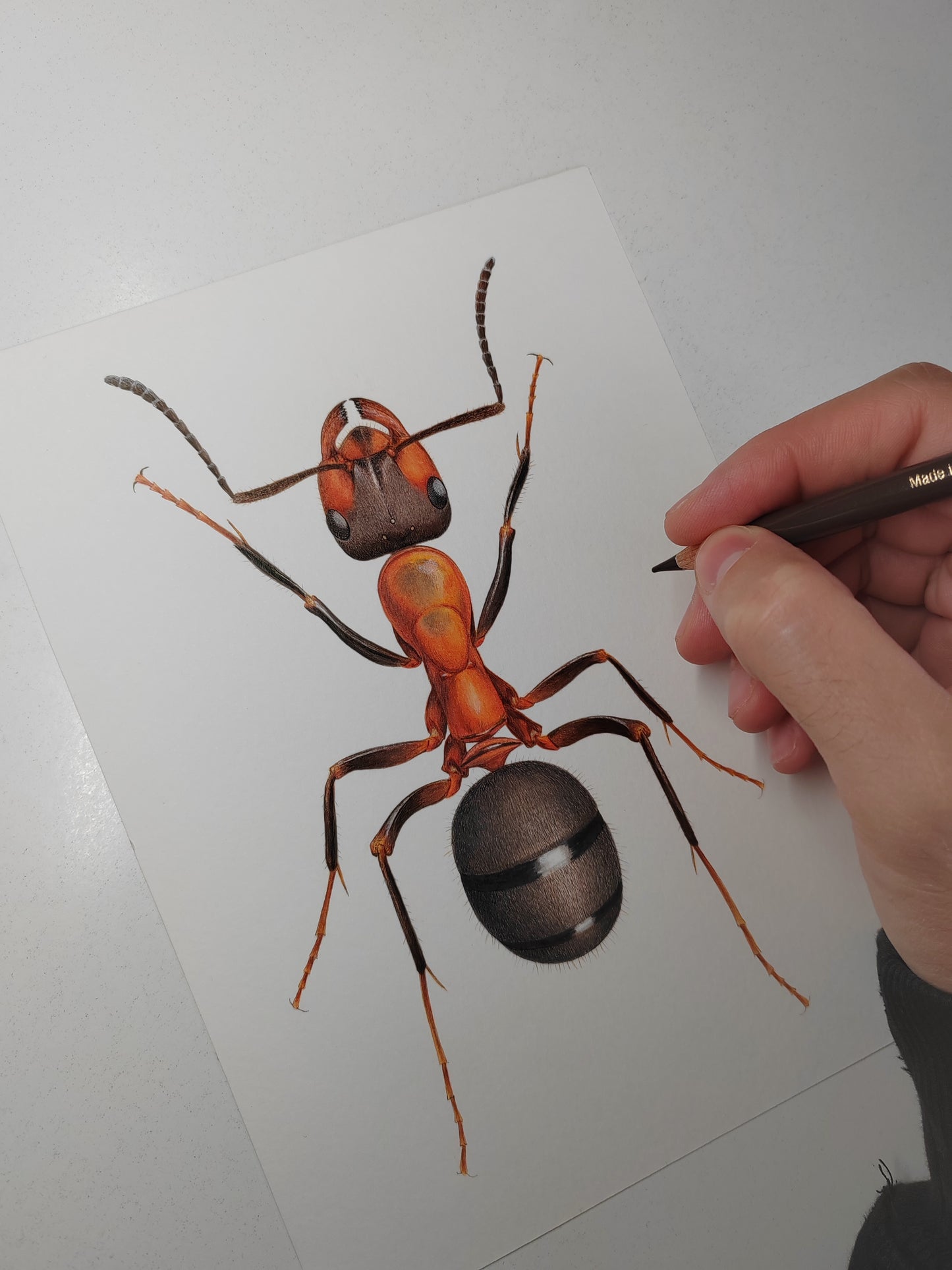 Formica rufa, Wood Ant 10x8" size limited edition art print