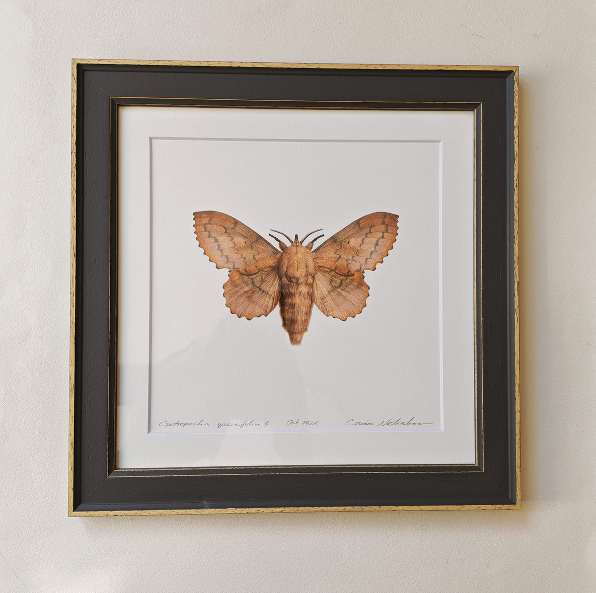 Lappet Moth, Gastropacha quercifolia. Framed original artwork