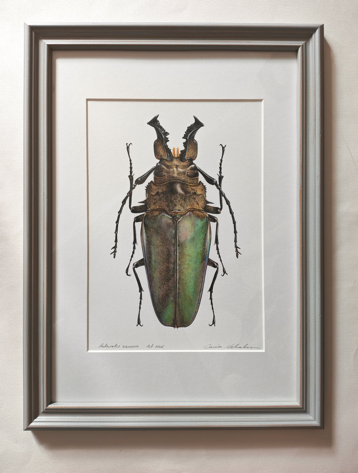 Autocrates aeneus, framed original hand drawn artwork