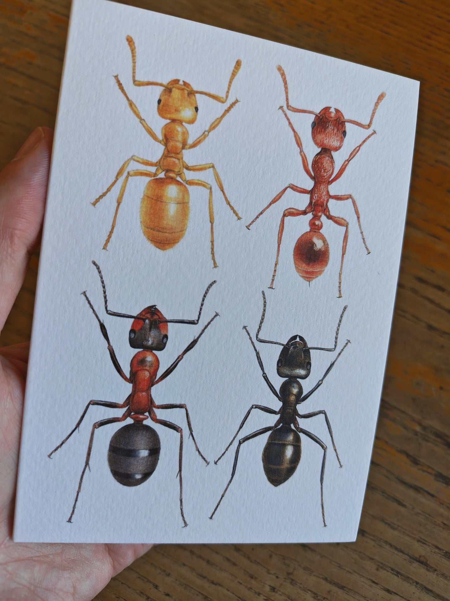 British Ants greetings card